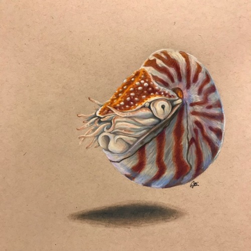 tallandartsy: Let me tell y’all about Cephalopods. They are beautiful, weird, and totally unde