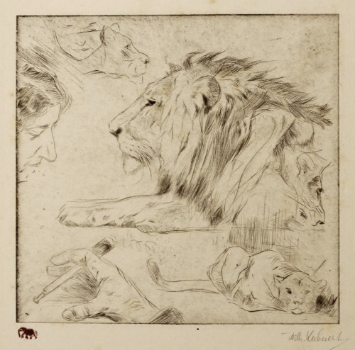 Porn anatoref:  Art Reference: Lions and Lionesses Row photos