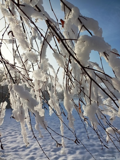 śnieg