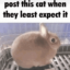 videobunni