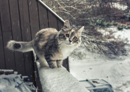 photogenicfelines:  (Oleh Kryvyy) 