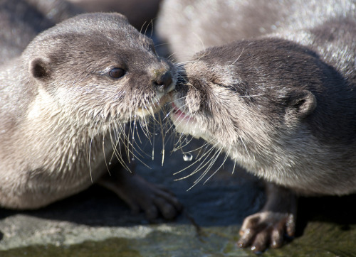 otakusiren:  In honor of Earth Day, here is a photo set of some loving animal couples to brighten up your day~