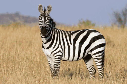 Don't follow me for what I used to do  requested zebra gif 3/3
