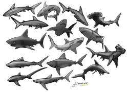 elranno:  Shark studies and 3 shark character