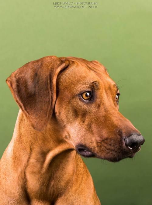 Makena at 15 months. #rhodesianridgeback 