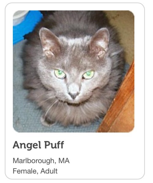 chipwrekkt:pennysfitzgerald:sometimes i like to look at local pet adoption listings to see what weir