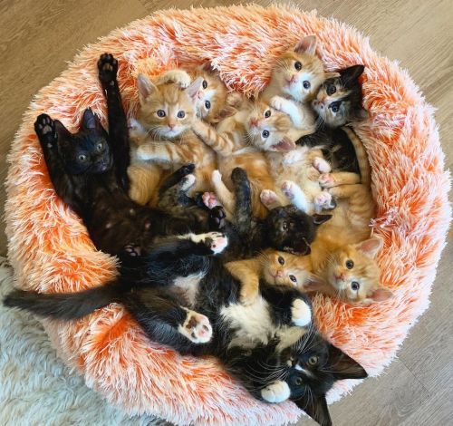 catsoverloaded:  Happy place!