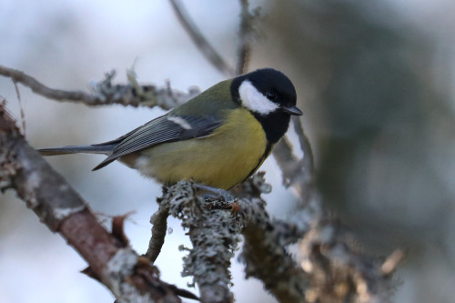 Blue tit/blåmes, Great tit/talgoxe and Yellowhammer/gulsparv. 