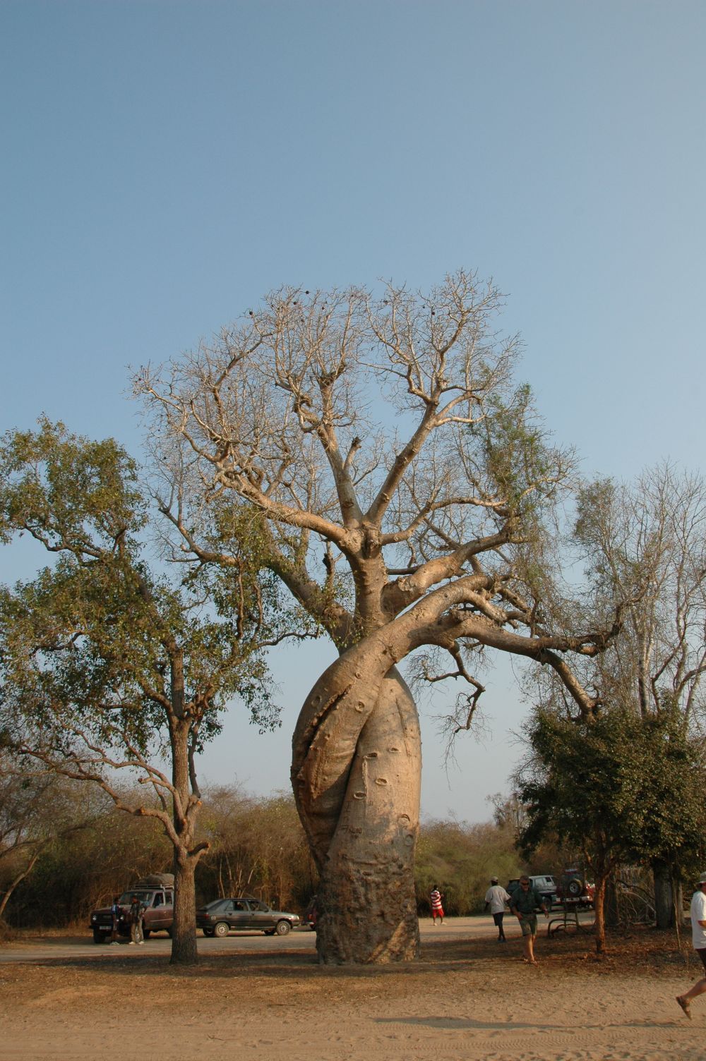 megazal:
“ Baobabs amoureux (via Kasmeneo)
”