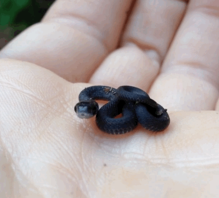 awwcutepets:Adorable baby snake