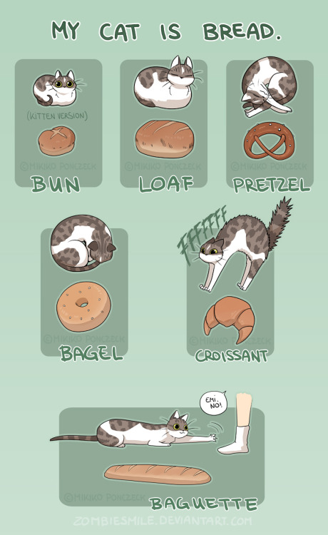 dynastylnoire:mikikoponczeck:My cat can’t be the only bread….!I refer to Buddy as a catloaf often