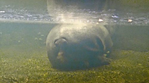 Hippobottomus A Hippo from the other end. Henry Doorly Zoo, Omaha, NE. This took a long time before 