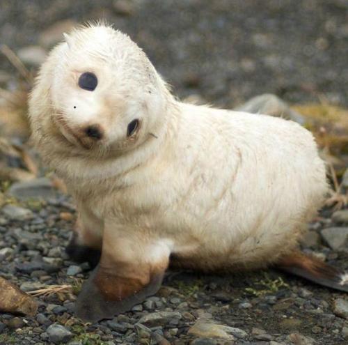 dawwwwfactory:  This baby seal looks like it has a paw inside of its flipper Click here for more adorable animal pics!