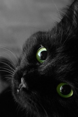 Black Cat | via Facebook on We Heart It.