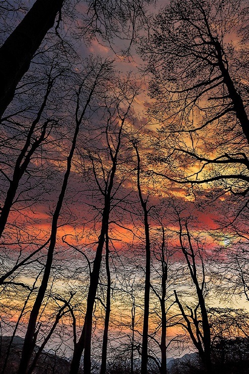 ponderation:  Sunset in the forest by Pier Luigi Saddi