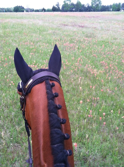 hunterjumpersismylife:  aalsipseonn:  Flowers and my little red horse  Love your braids