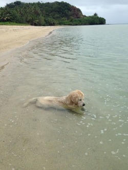 Animal-Factbook:  Water Massage Therapy Is An Effective Way To Calm Down A Canine.