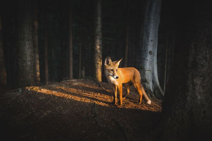 A red fox finds the spotlight in a Romanian forest. © Mihai Gagiu #nature #wildlife (from:http://on.natgeo.com/2cHOXtv)