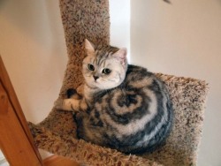 disgustinganimals:  hitmewithcute: Cinnamon Roll Cat the scientists at pillsbury have gone too far 