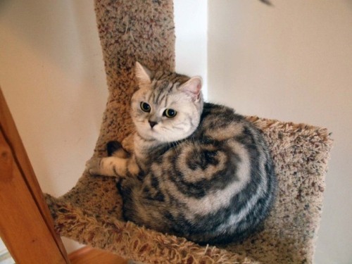 disgustinganimals:hitmewithcute:Cinnamon Roll Catthe scientists at pillsbury have gone too far