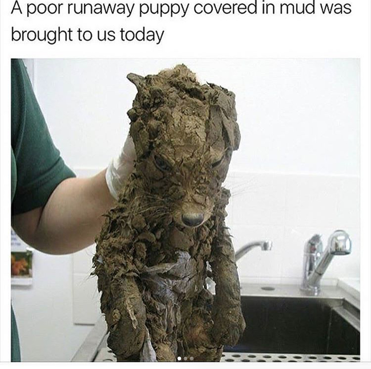babyanimalgifs:why does this remind me of Rocket Raccoon and Groot