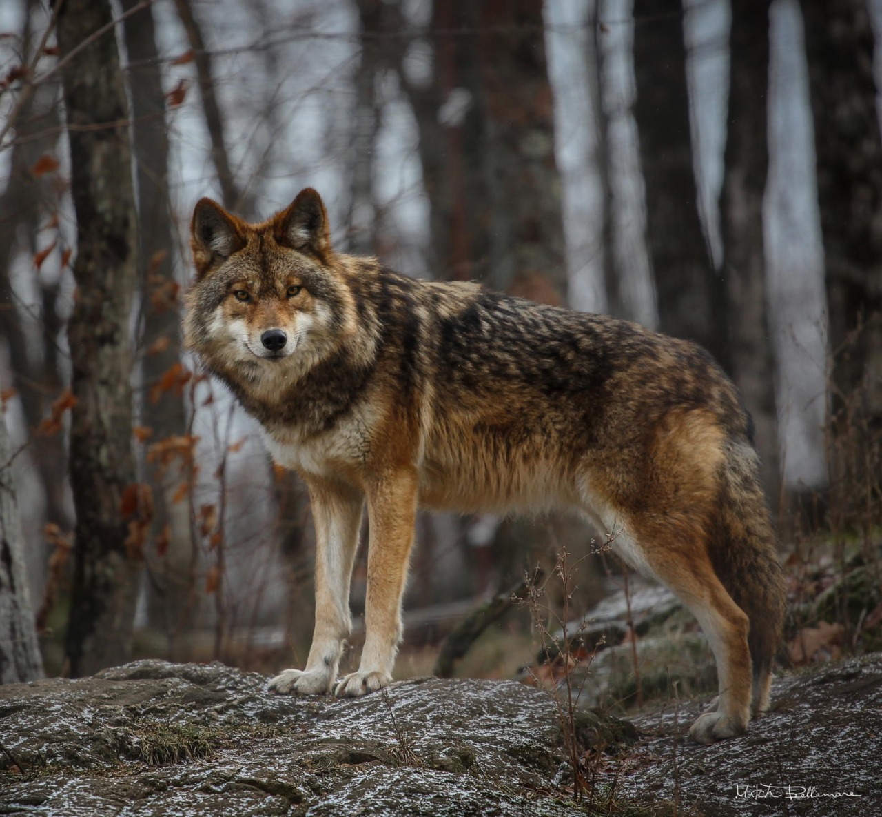 beautiful-wildlife:  Wolf by Michel Bellemare   Are you a LoneWolf like me?