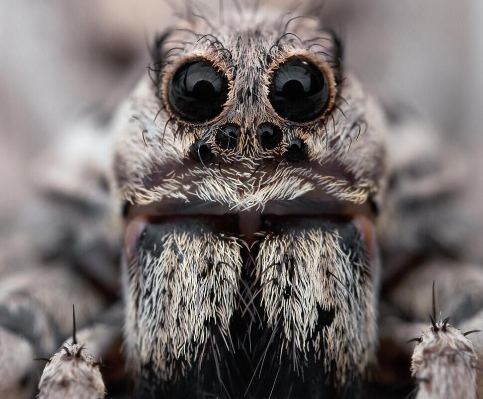 wondrousalice:  Microphotography of spiders being cute. 
