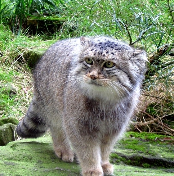 modificationnotmutilation:  acknowledgetheabsurd: Pallas’s cat is a small wild cat having