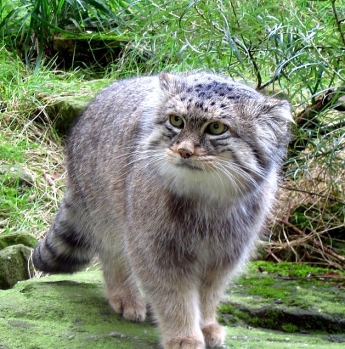 acknowledgetheabsurd: Pallas’s cat is a small wild cat having a broad but patch