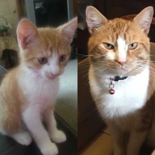 This toshi when he was a little kitten and now look at him 