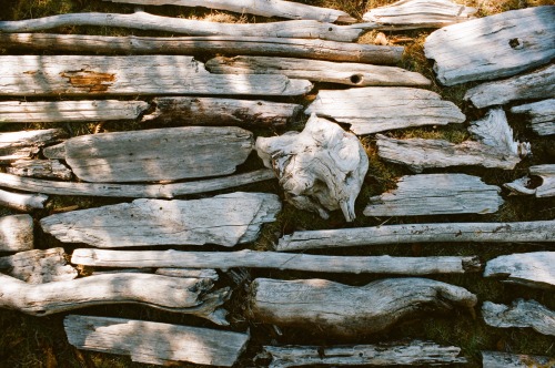 Driftwood From The Banks Of Blue Creek