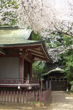 makafushigi:  東京春景色 谷中上野お花見散歩 2014年4月1日 by Tokutomi Masaki on Flickr. 