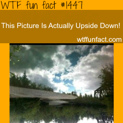 wtf-fun-factss:  awesome photography illusion