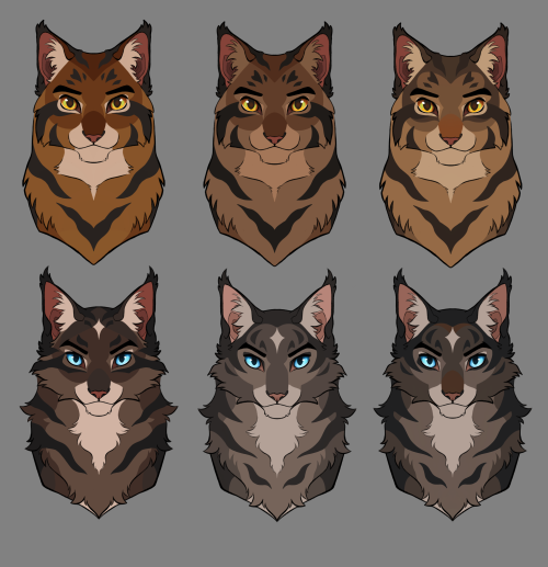 Choose Your Favorite Boy