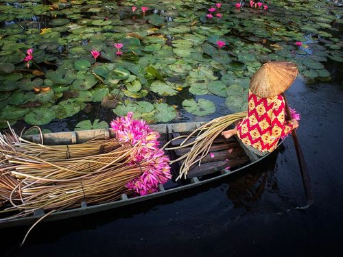 passivites: A woman harvests water lilies in the fertile Mekong Delta in Vietnam. Every morning the 