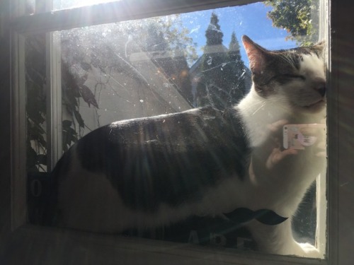 Boxer&rsquo;s new hobby is to get squished in the window and smoosh his face into the glass, I g