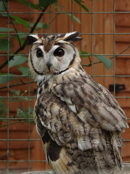 Porn owlsday:  Striped Owl by Simon99 on Flickr. photos
