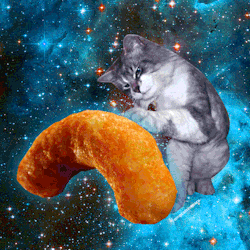 omg cats in space!!!  Cute cats and kittens, Crazy cats, Cute cats