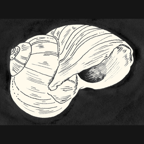 peterarkledrawings