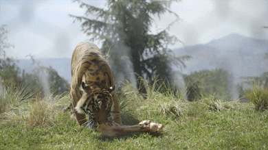 sdzsafaripark:  Tigers are in trouble, but there’s still hope. Support conservation