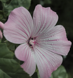 brilliantcreation:  Pink or white by malclawes