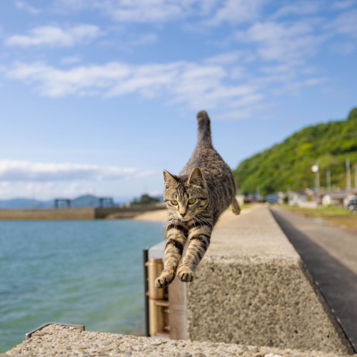 飛び猫　-Flying Cats-