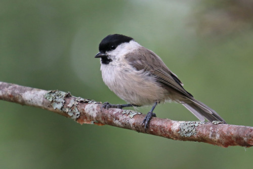 michaelnordeman:Willow tit/talltita.