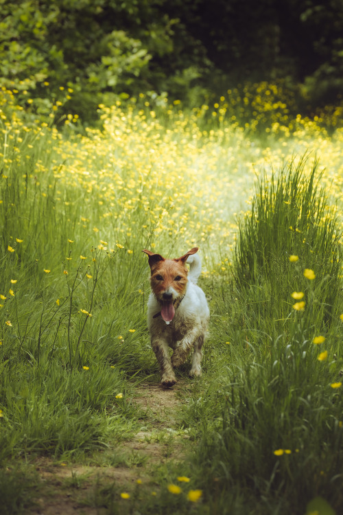 Wildflower meadows and Jack Russell Terriers.Had a fantastic walk in the Hampshire countryside today