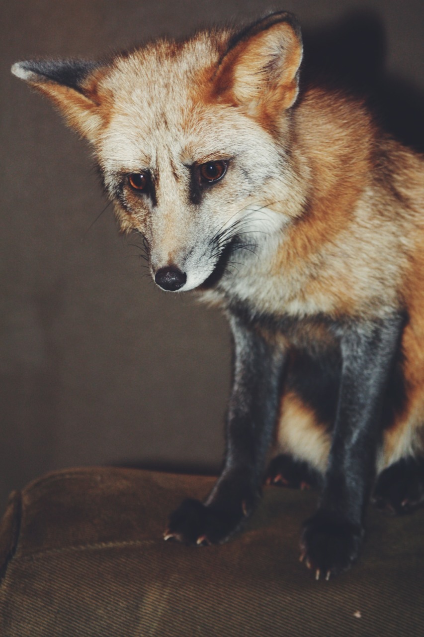 sundancethefox:  That face you make when your pizza just slid off of your plate and