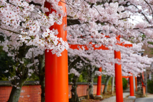 chitaka45:  京都 竹中稲荷神社 🌸桜🌸 kyoto takenaka inari jinja shrine
