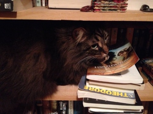 Typical example of what happens when I open my book cabinet. Harry seems convinced there are secrets