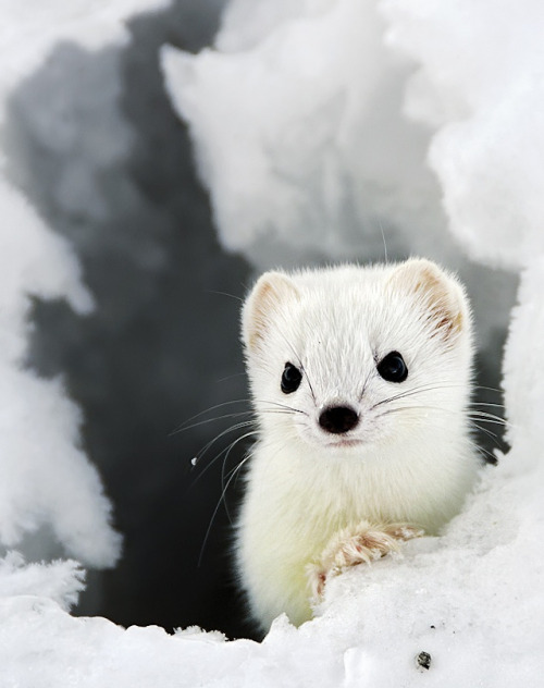 asylum-art:  Adorable Ermine in Snowy LandscapeErmine is a little and cute animal which has a pure white coat in winter, that’s why he is difficult to  see in snowy landscapes. Nevertheless, photographers presented below  succeed in catching the ermine’s