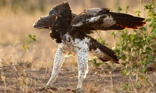 birdycreatures: theraptorcage: Martial Eagle pantaloons