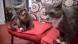 awwww-cute:  My 2 cats are brothers. George